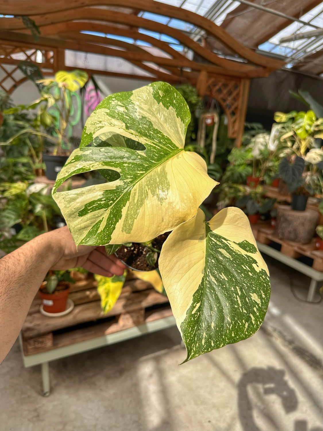 Monstera thai creme brulee vaso cm 12