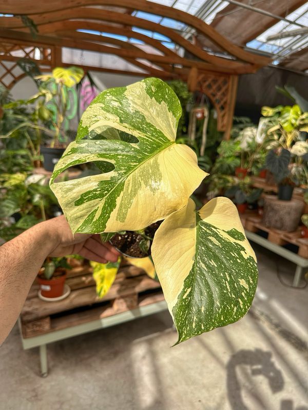 Monstera thai creme brulee vaso cm 12