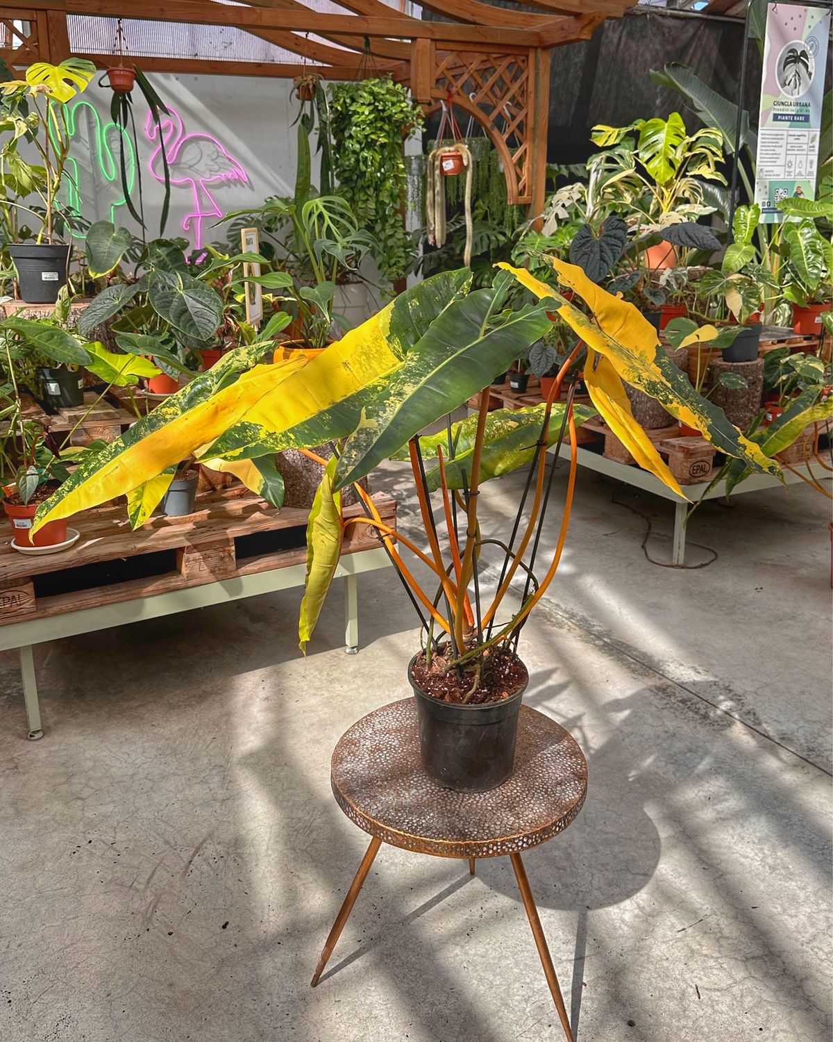 Philodendron billietiae variegata XXL vaso cm19 numero 2