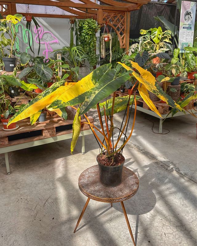 Philodendron billietiae variegata XXL vaso cm19 numero 2
