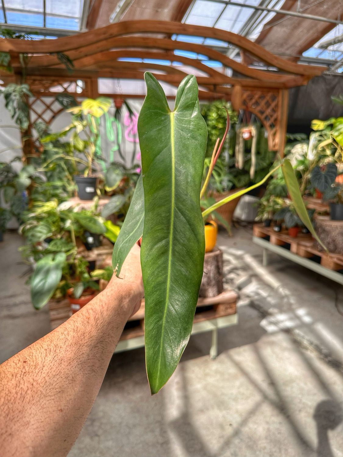 Philodendron spiritus sancti vaso cm 14