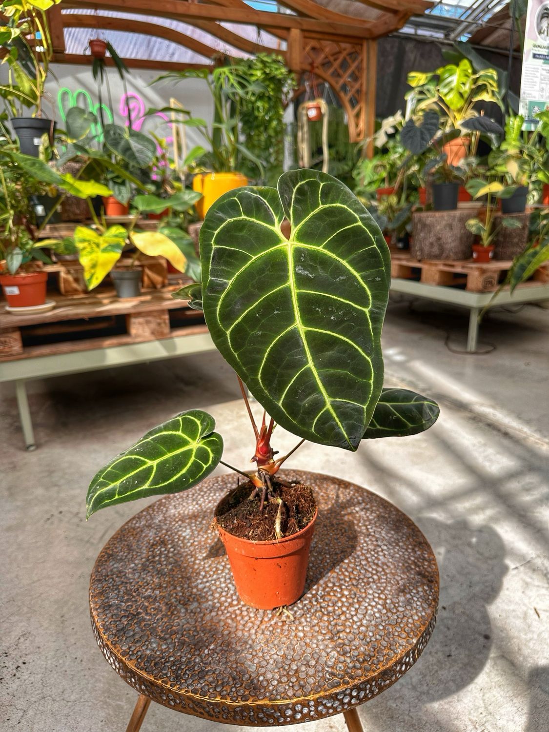 Anthurium regale vaso cm 12