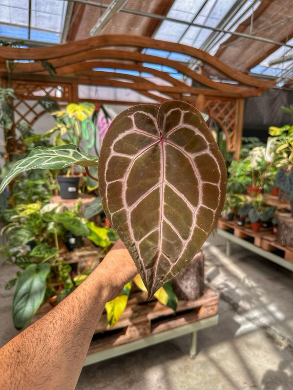 Anthurium Michelle docblock vaso cm 9