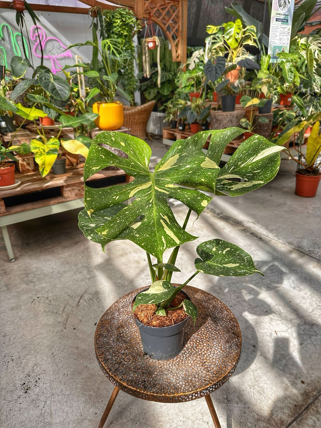 Monstera thai constellation vaso cm 17