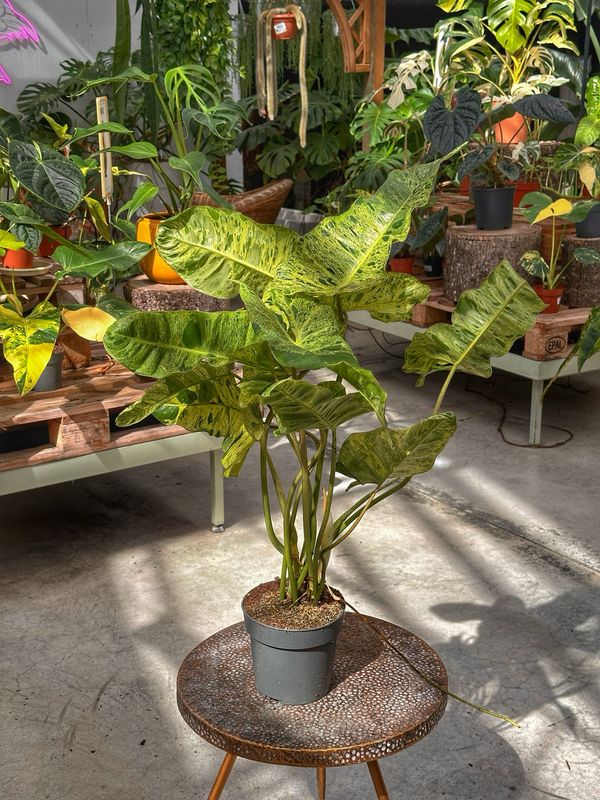 Philodendron paraiso verde vaso cm 17