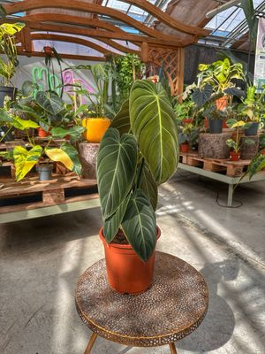 Philodendron melanochrysum XXL vaso cm 21