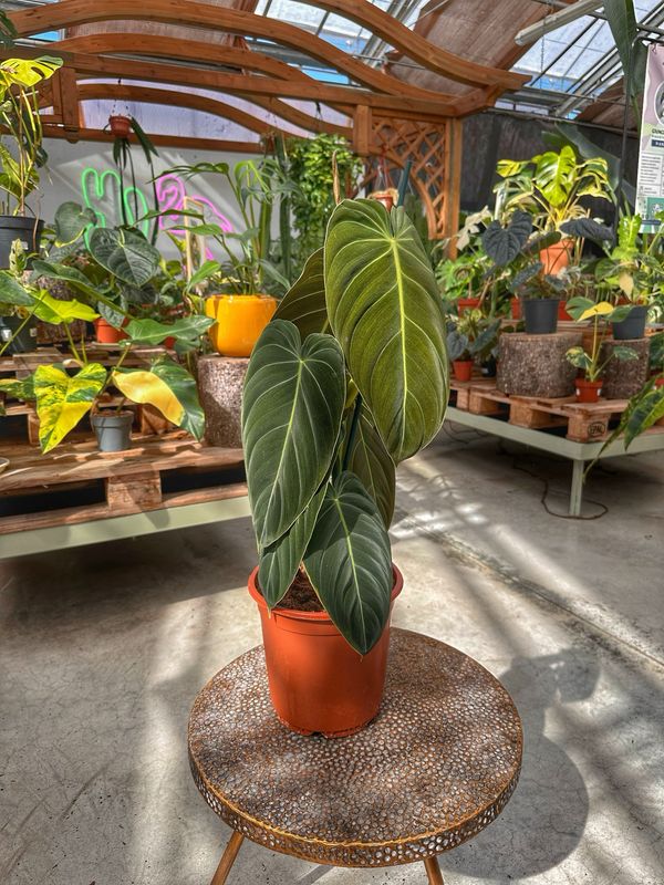 Philodendron melanochrysum XXL vaso cm 21