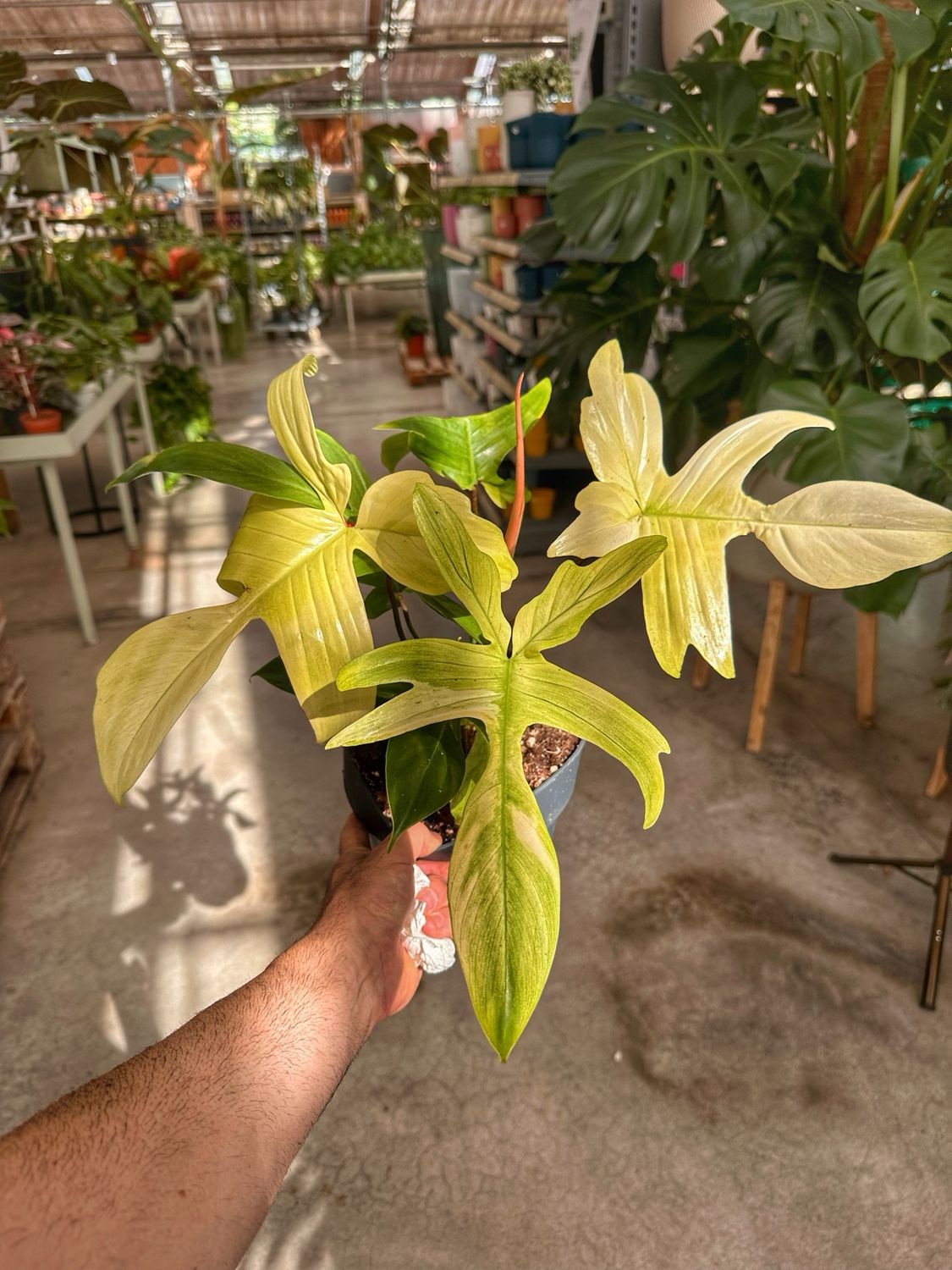Philodendron Florida ghost vaso cm 19