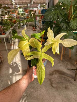 Philodendron Florida ghost vaso cm 19