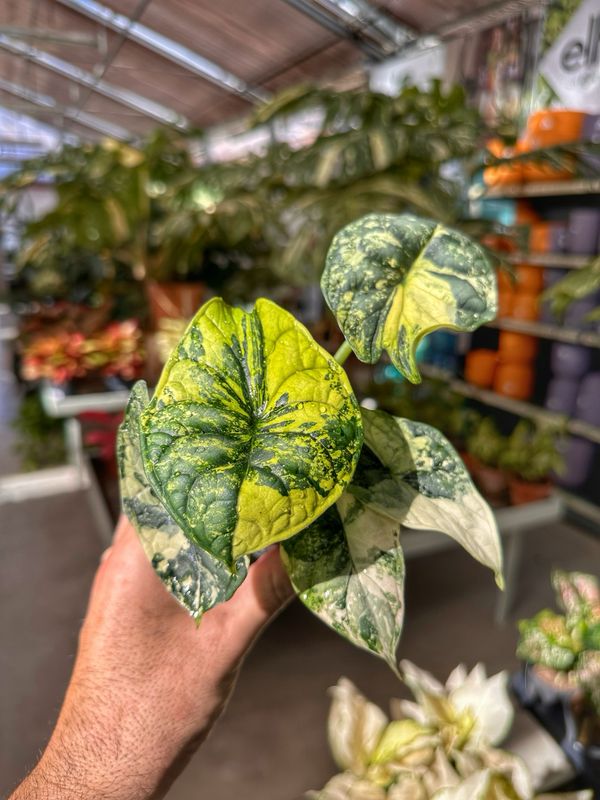 Alocasia dragon scale variegata vaso cm 5,5