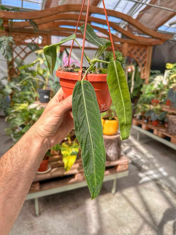 Anthurium pallidiflorum vaso cm 14