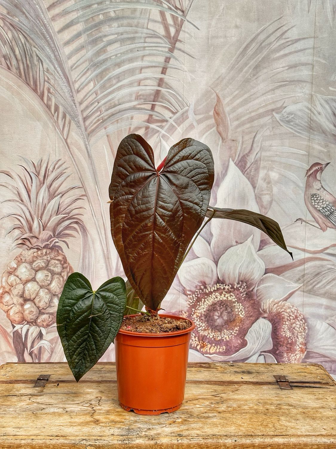 Anthurium queen of hearts XL vaso cm 21