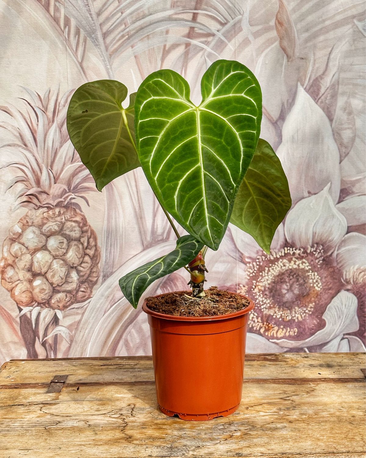 Anthurium regale XL vaso cm 21