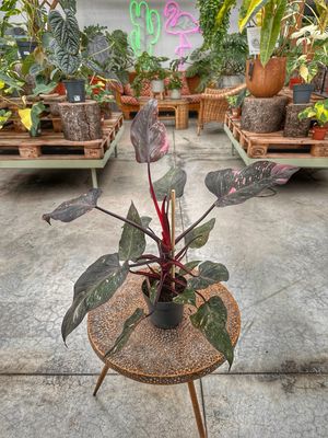 Philodendron pink princess marble extra pink vaso cm 14
