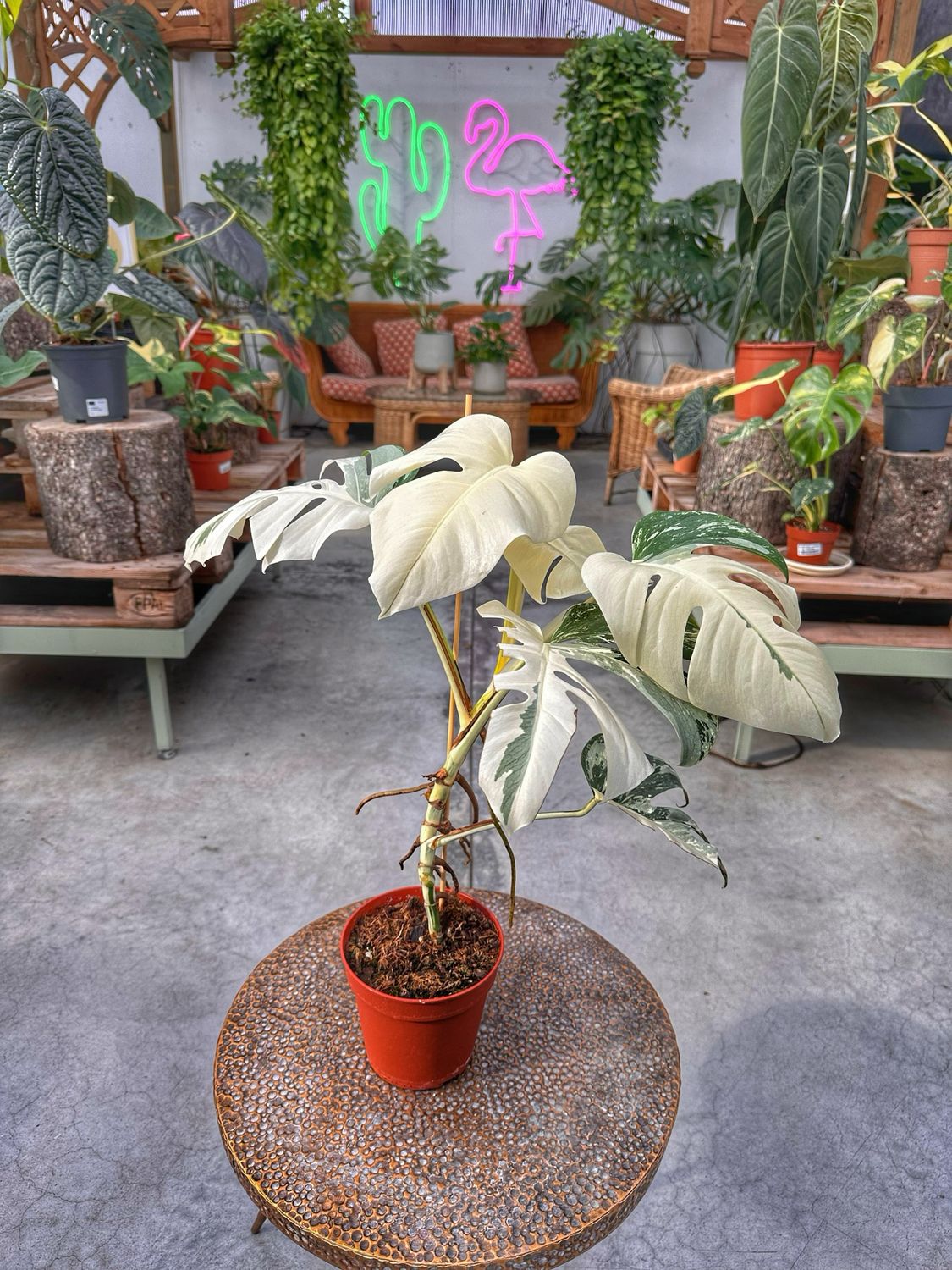 Monster albovariegata super white vaso cm 15