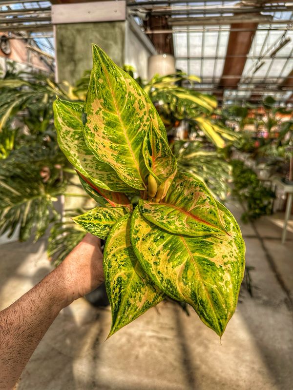 Aglaonema pastella vaso cm 12