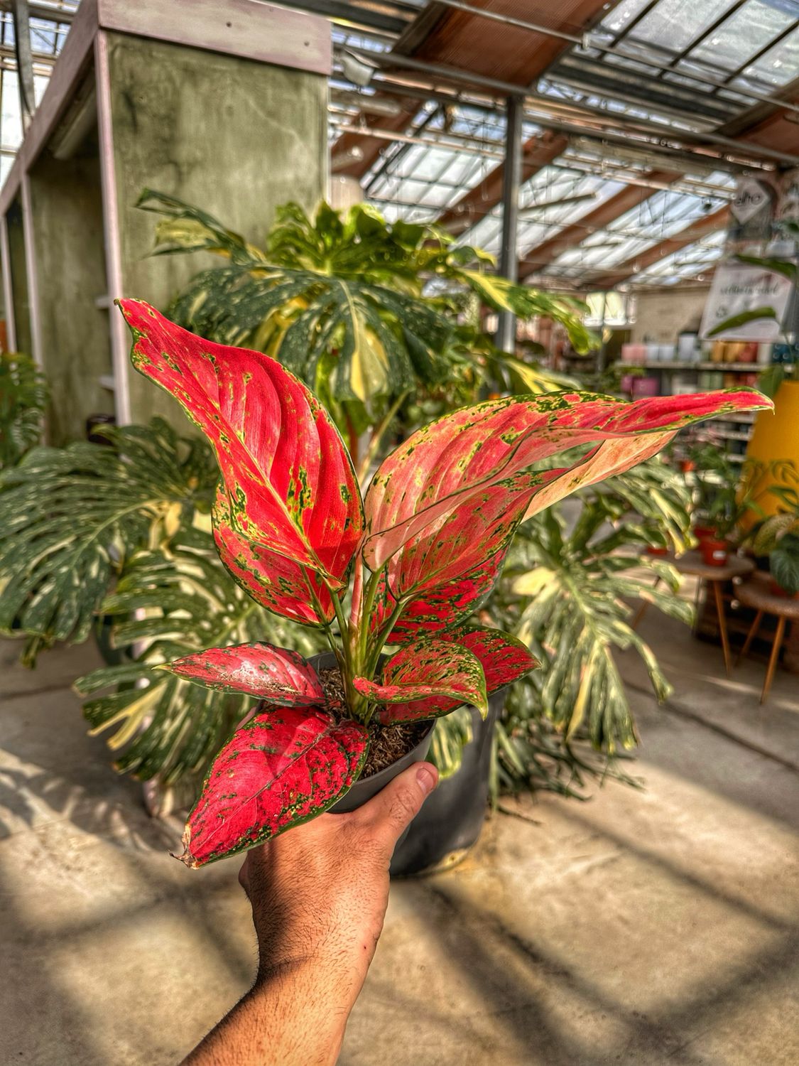 Aglaonema Ruby love vaso cm 12