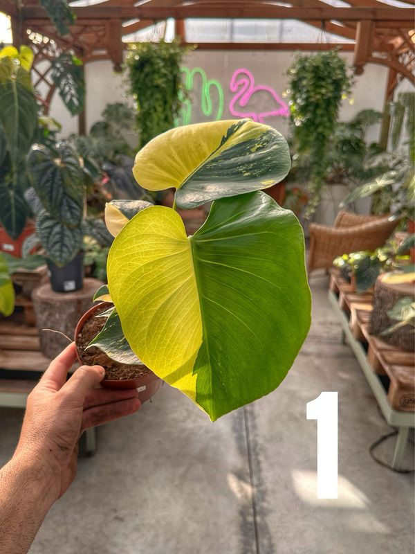 Monstera super aurea new cultivar vaso cm 12