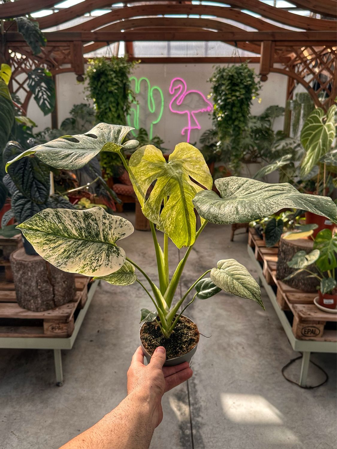 Monstera mint vaso cm 12
