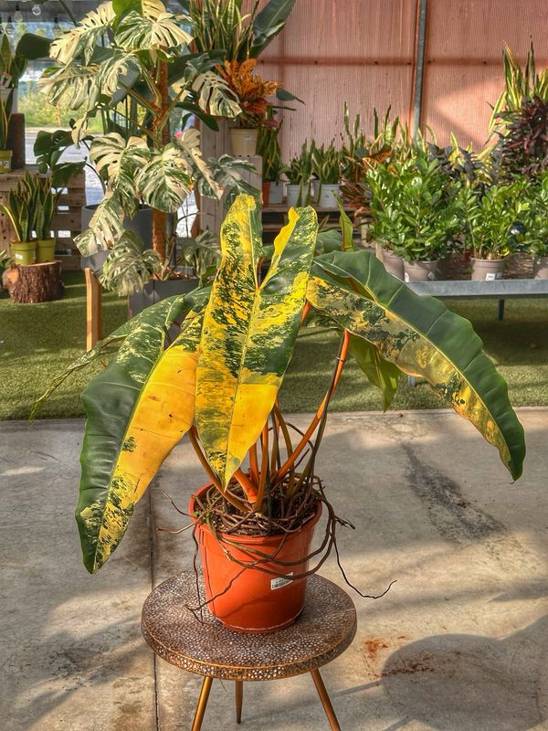 Philodendron billietiae variegata XXL vaso cm 27 numero 1