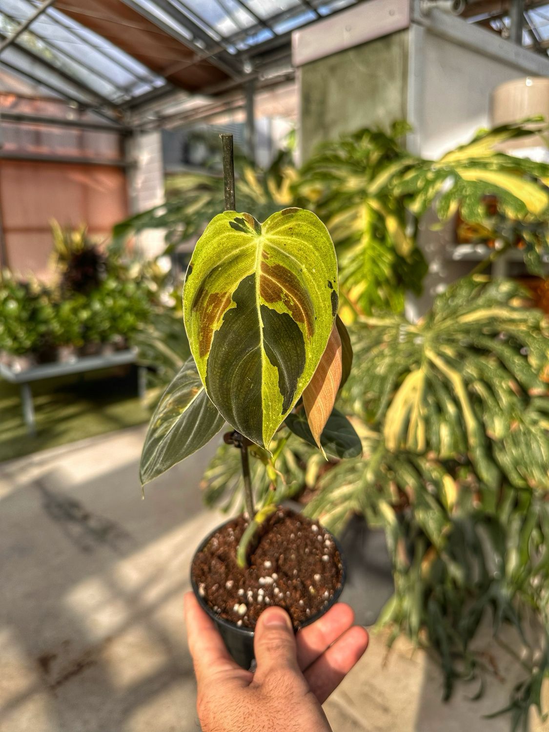 Philodendron melanocrysum variegata vado cm 12