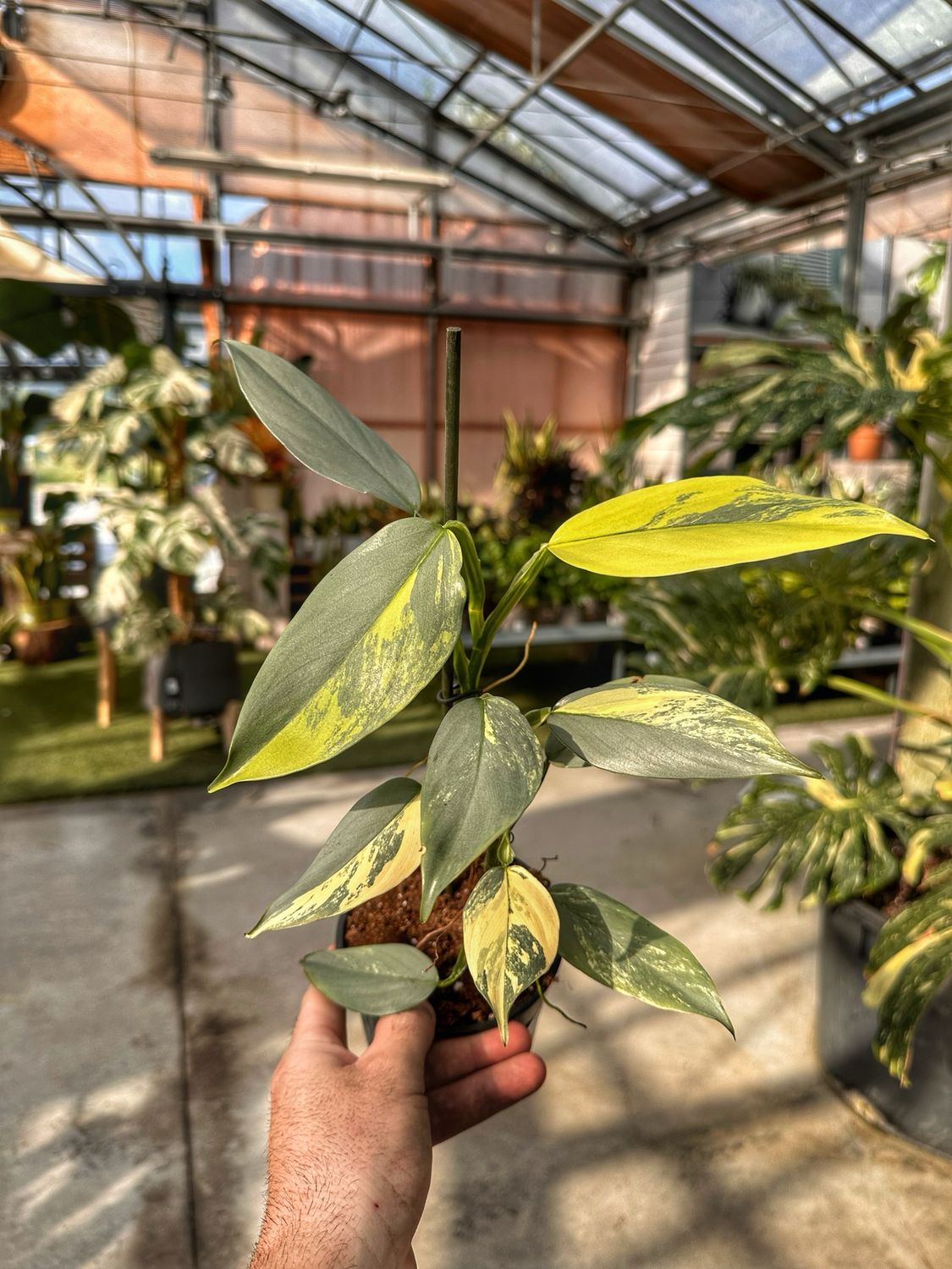 Philodendron hastatum variegata vado cm 12