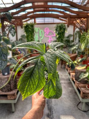 Amydrium vaso cm 10