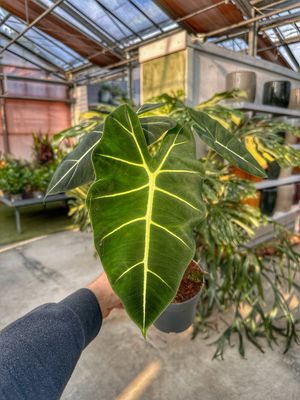 Alocasia frydek vaso cm 14