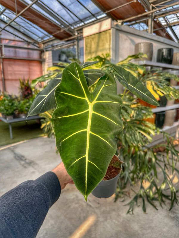 Alocasia frydek vaso cm 14
