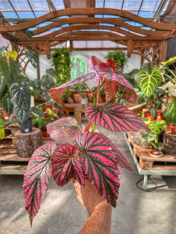 Begonia brevirimosa vaso cm 10,5