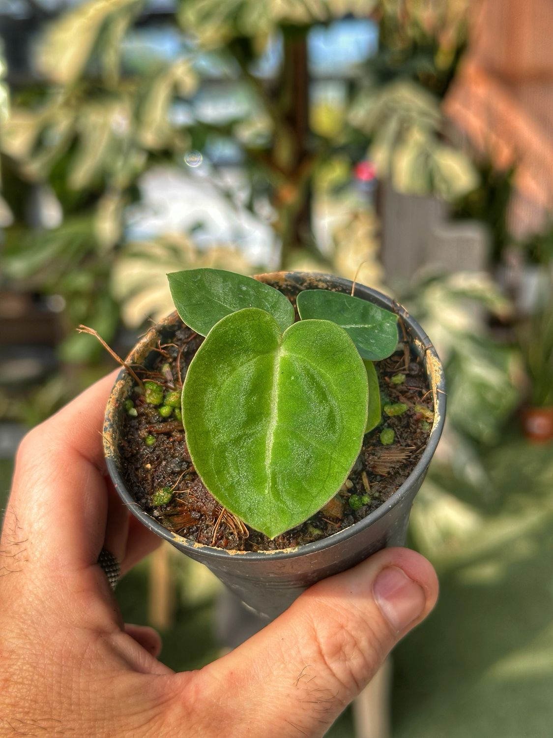 Anthurium Michelle X magnificum
