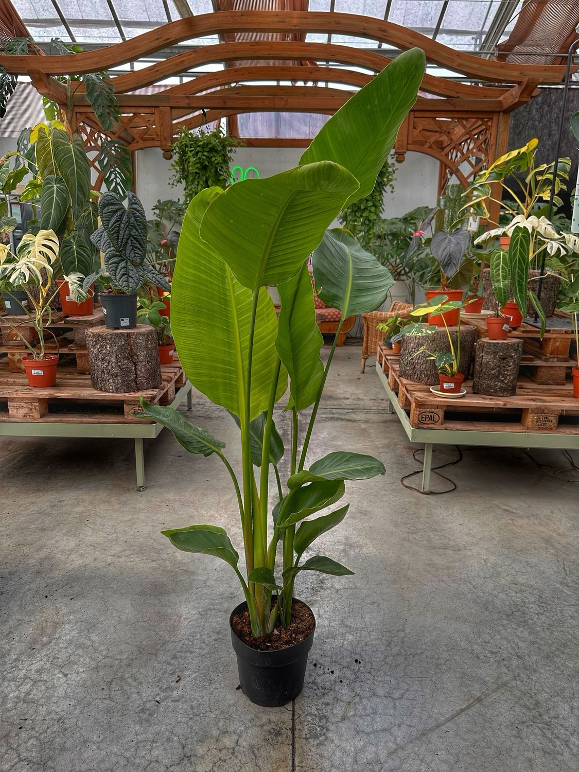 Strelitzia Nicolai vaso cm 24