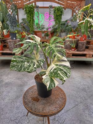 Monstera albovariegata super white vaso cm 19
