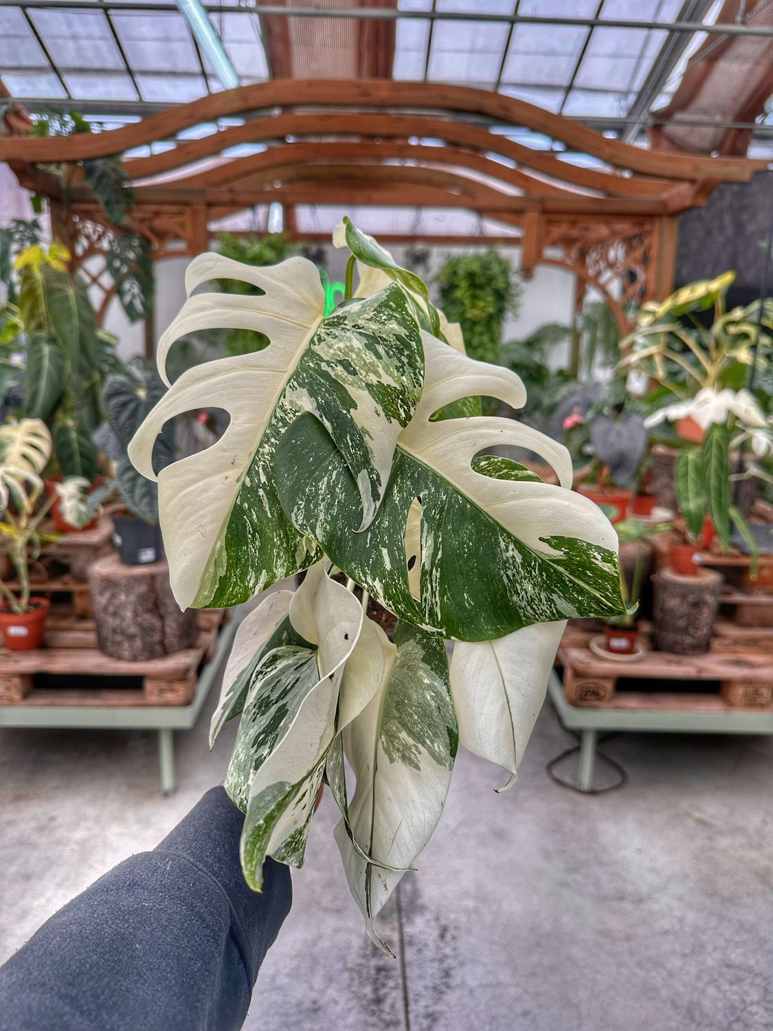 Monstera albovariegata half moon vaso cm 12