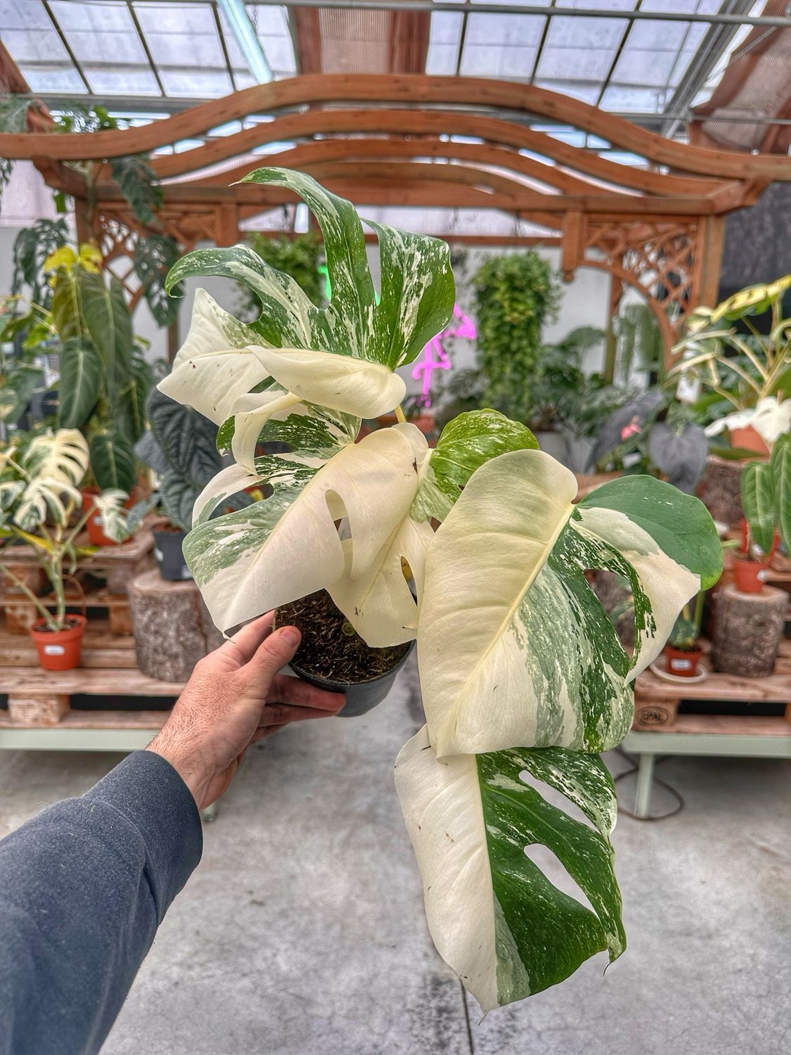 Monstera albovariegata half moon vaso cm 12