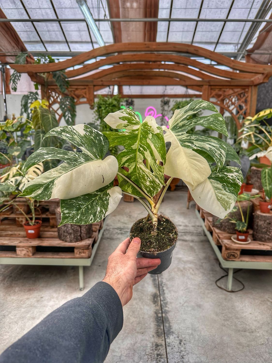 Monstera albovariegata half moon vaso cm 12