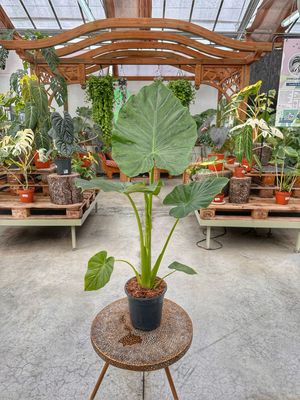 Alocasia macrorrhiza vaso cm 19