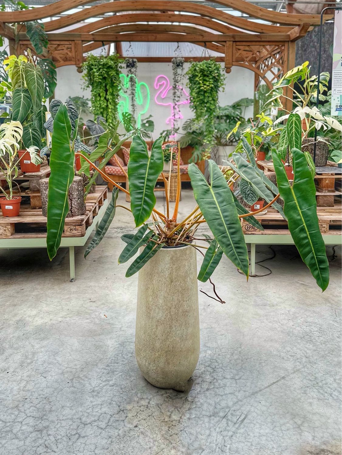 Billietieae XL vaso cm 21