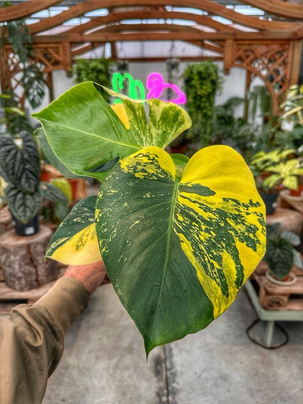 Monstera super aurea new cultivar vaso cm 12