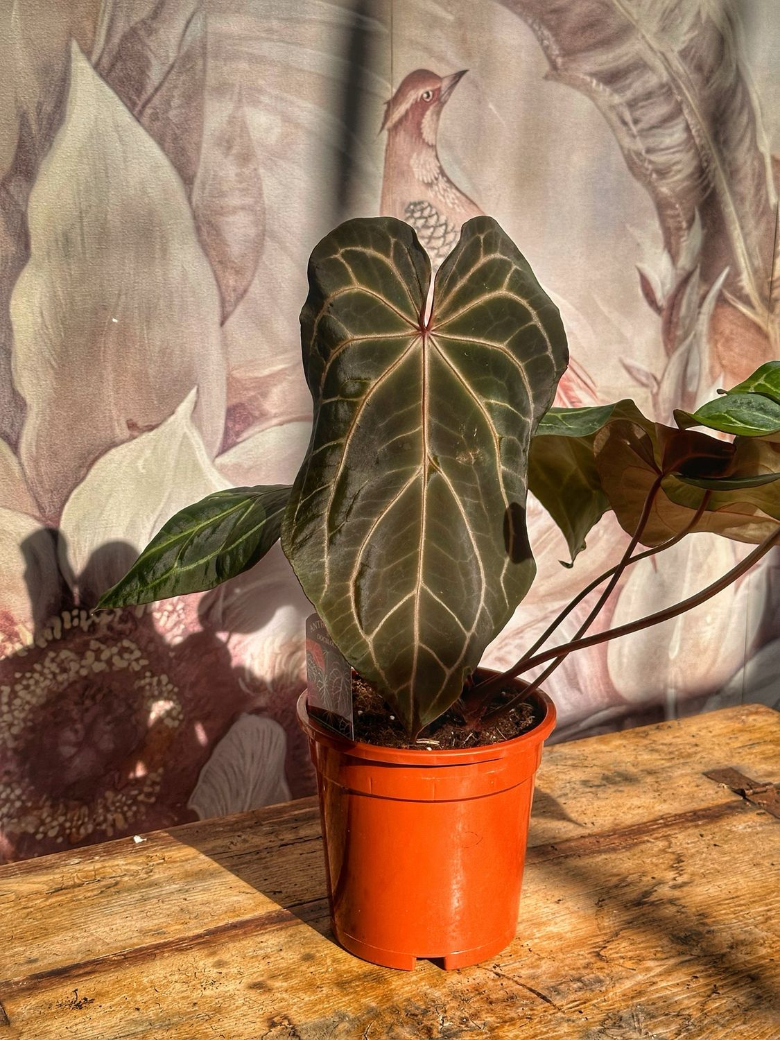 Anthurium Zara vaso cm 17