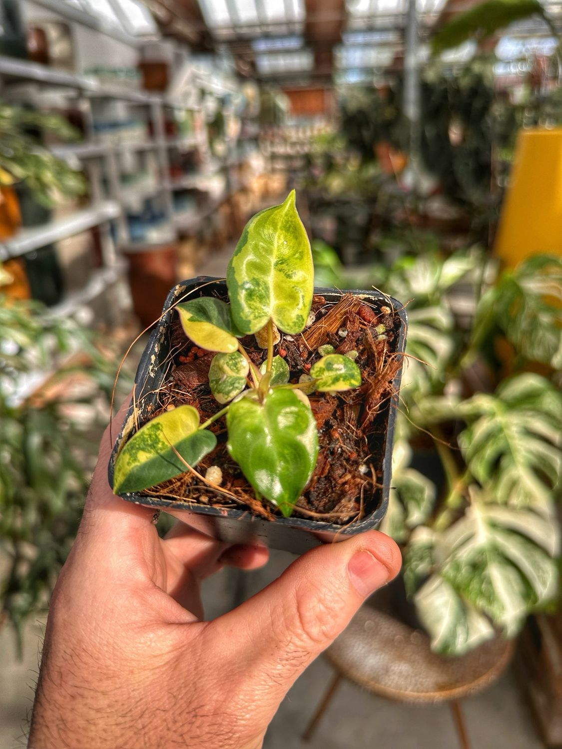 Philodendron billietiae variegata vaso cm 7