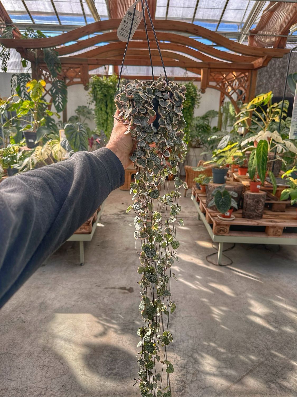 Ceropegia variegata extra vaso cm 14