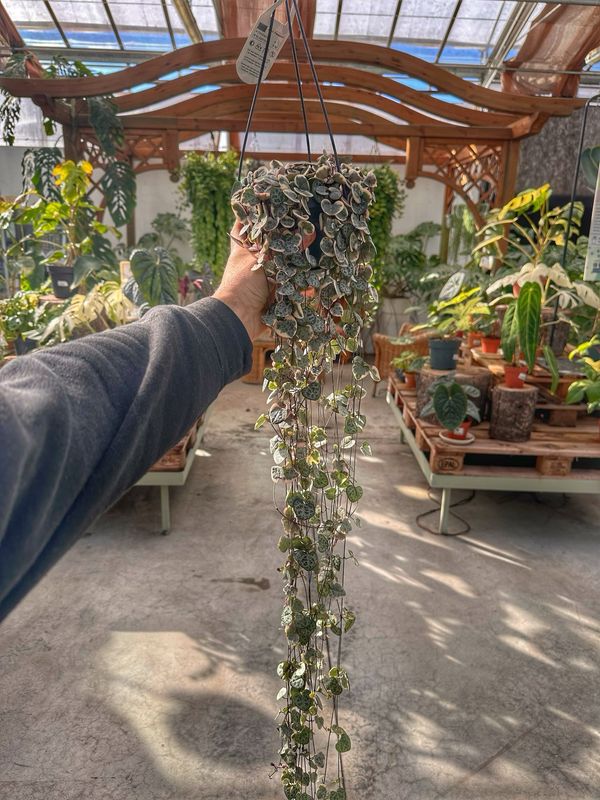Ceropegia variegata extra vaso cm 14