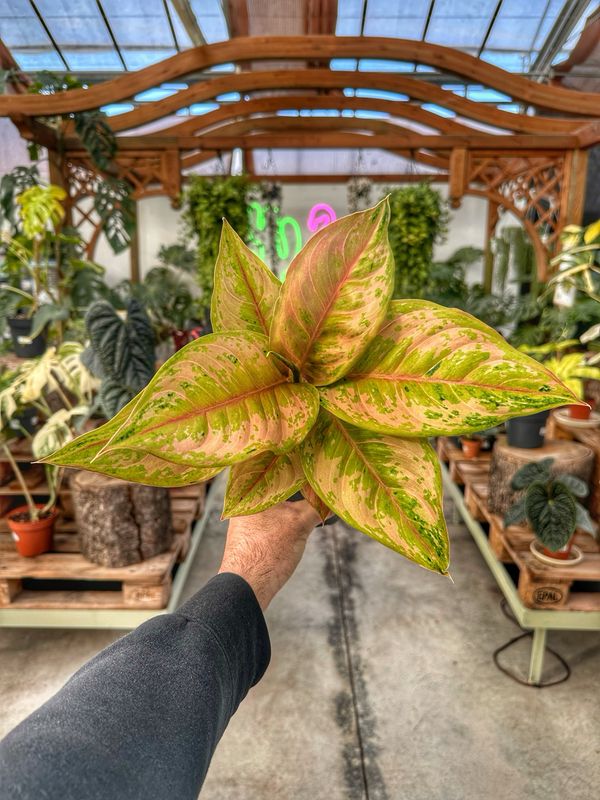 Aglaonema pastella vaso cm 12