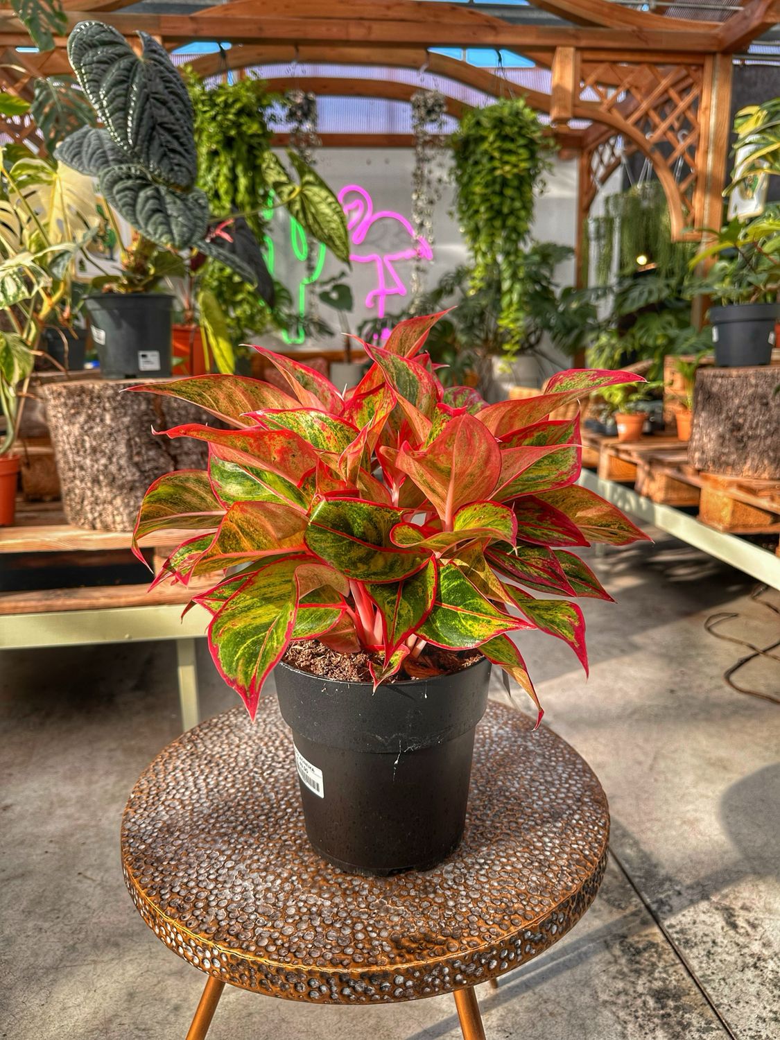 Aglaonema jungle lava vaso cm 19