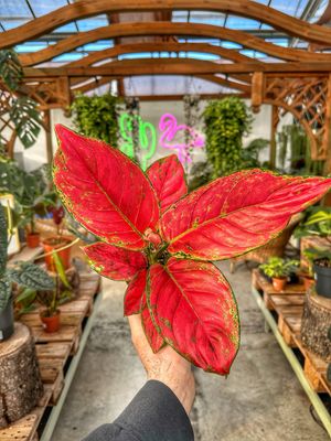 Aglaonema Ruby love vaso cm 12