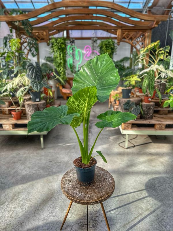 Alocasia macrorrhiza vaso cm 19