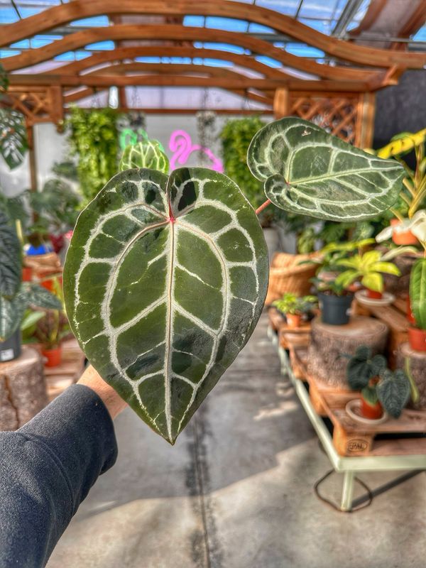 Anthurium Michelle docblock vaso cm 9