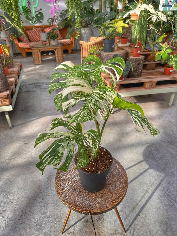 Monstera albovariegata super white vaso cm 19