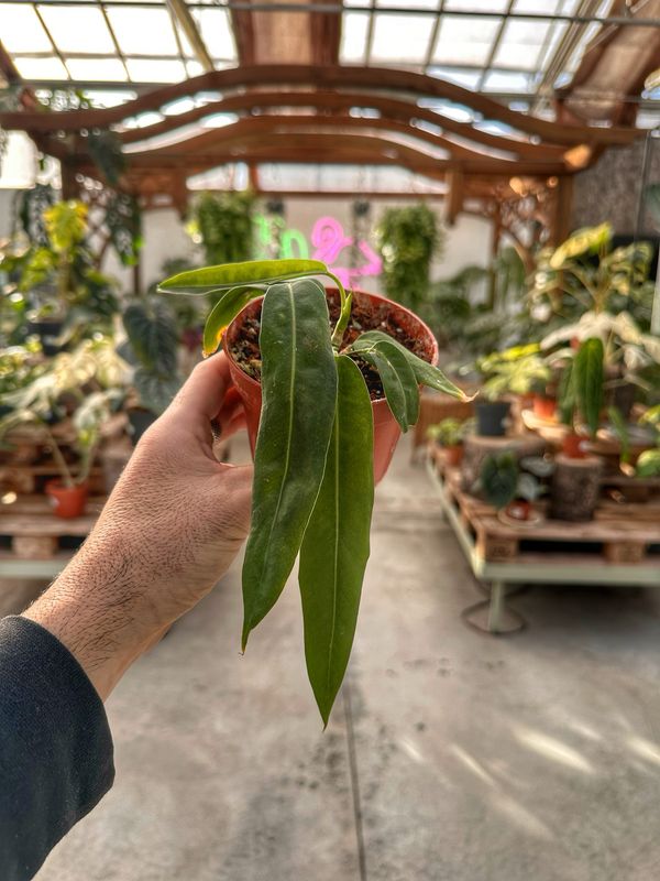 Anthurium pallidiflorum vaso cm 10,5